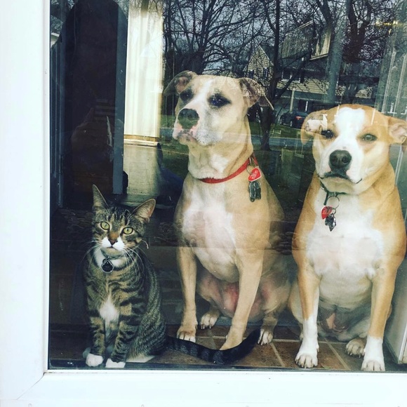 ▪️Meet the Posher▪️ - Picture 7 of 8